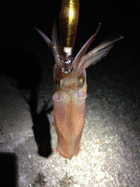 ケンサキがいない